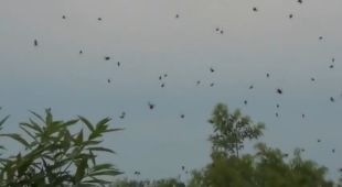 Raining Spiders! 