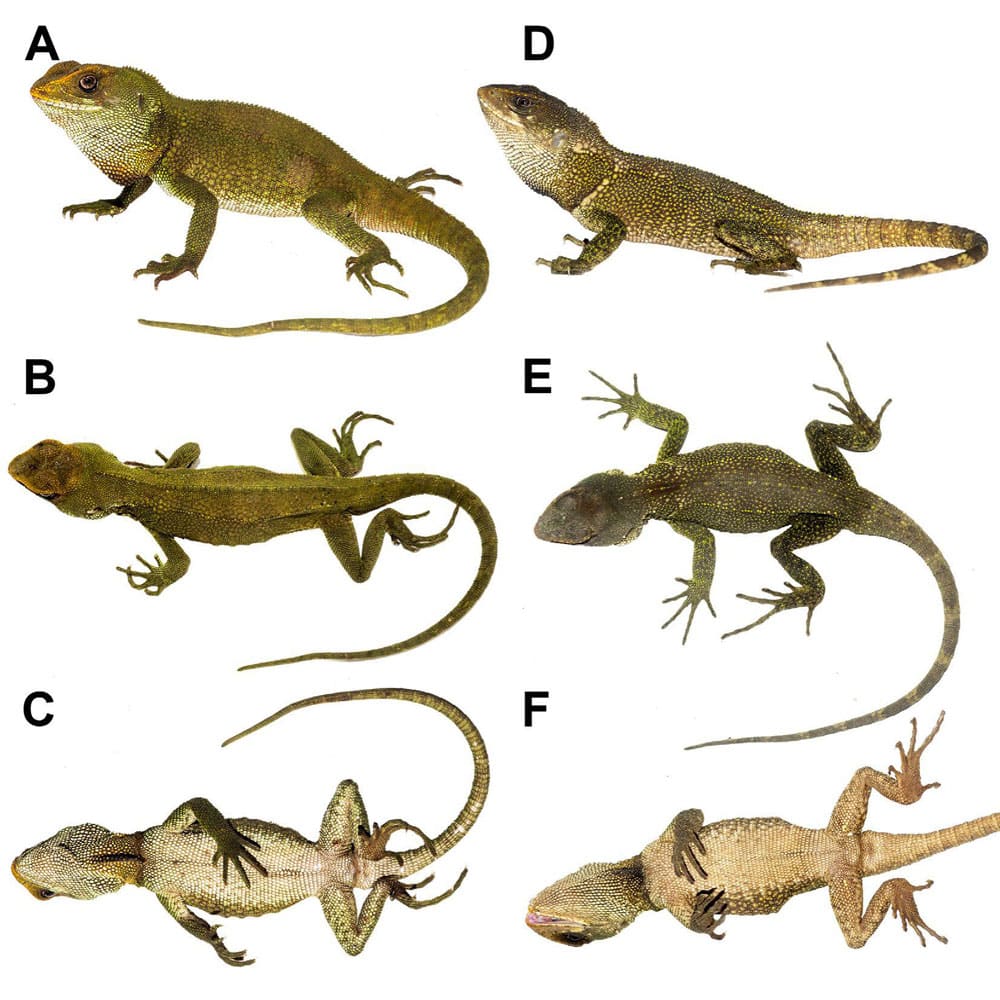 Enyalioides dickinsoni