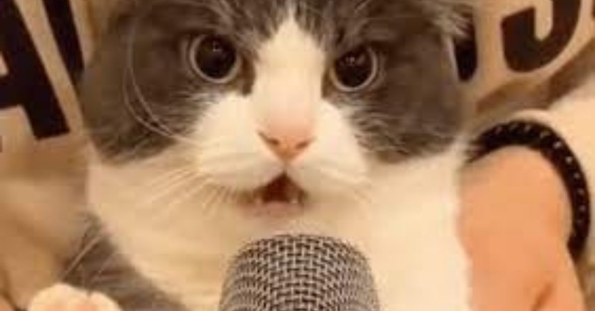 doom metal cat