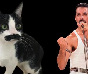 Freddi merc cat