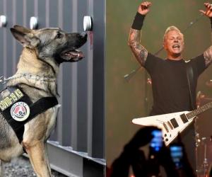 metallica dogs