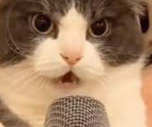 doom metal cat