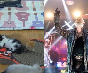 kittens priest